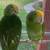 Amazon yellow head parrots 3 thumbnail