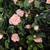 2-6 feet tall faux rose tree plants NEW 3 thumbnail