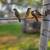 Star Finch  Bird  Finch Pair 3 thumbnail