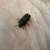 DARKLING BEETLE colony (evolved mealworms) for cheap 1 thumbnail