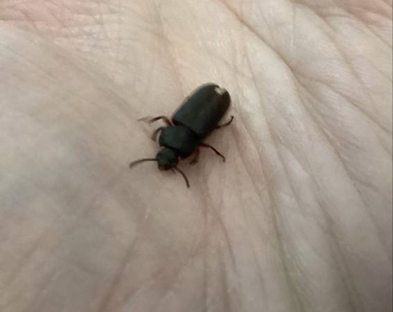 DARKLING BEETLE colony (evolved mealworms) for cheap (South side of South Bend)64035003534467120