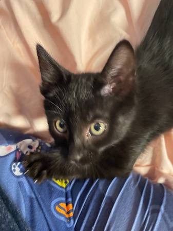 kitten for sale $20 (brentwood / oakley)63909865701378122