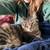 MISSING CAT - St Paul Newell Park/Hamline University area 1 thumbnail