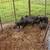 Feeder pigs 2 thumbnail