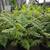 PLANTS PLANTS PLANTS PLANTS 3 thumbnail