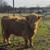 Highland cow 10 thumbnail