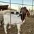 Boer bucking 1 thumbnail