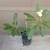 Plumeria plant $ 40 5 gal. Or $7 1 gal, two for $10 5 thumbnail