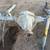 2001-2007 Chevy Silverado / gmc sierra 2500 srw rear axle 3.73 ratio 3 thumbnail