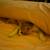 Orange tabby kitten 2 thumbnail