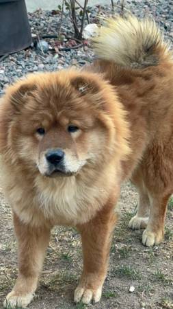 Chow chow (Aurora)64288460567939121