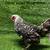 Hens/ducks/geese/ginnies 3 thumbnail
