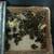 Coturnix quail 2 thumbnail