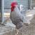 Under Year-Old Barred Rock Roosters – Healthy & Well-Cared For 3 thumbnail