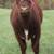 Shorthorn Steer, Shorthorn Plus Steer and 2 shorthorn heifers 3 thumbnail