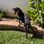 American/European Doberman Female Puppy 3 thumbnail