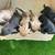 Miniature Dachshund Puppies 2 thumbnail