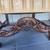 19th Century Vintage French Renaissance Carved Walnut Throne Arm Chair 2 thumbnail