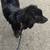 Male Puppy 3 thumbnail