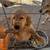 Golden Retriever female 4 thumbnail