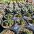 Succulent Farm 20 thumbnail
