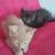 Kittens need rehomed. 1 thumbnail