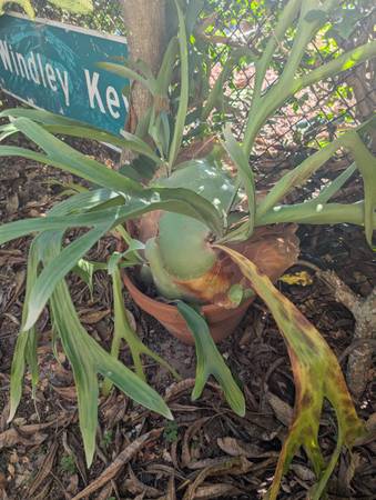 Large Staghorn ferns pots not included $100 each 1