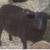 Animals 18 thumbnail