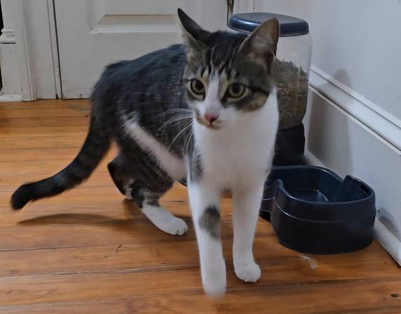 Beautiful cat in need of forever home (Louisburg)63980446257410121