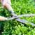 WE CUT GRASS! WE TRIM TREES/BUSHES! GENERAL LABOR WORK! AFFORDABLE PRICES! 15 thumbnail