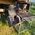 Royal Gourmet Charcoal Grill & Smoker 7 thumbnail