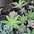 1 gallon Assorted Succulents - 5 for $20 12 thumbnail