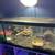 Leopard geckos 1 thumbnail