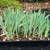 Iris Dwarf mini flowers 2 thumbnail