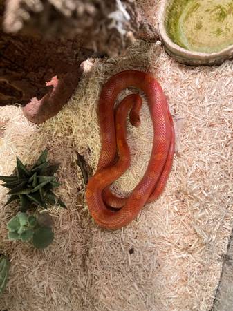 Snakes and geckos (Spokane)63970213765506120
