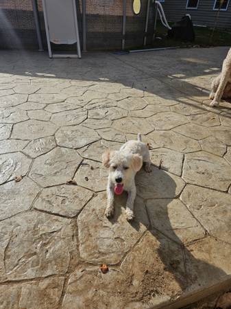 Toy Poodle Needs A Good Home (Triangle)64200663009665120