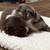 Mini Aussies registered 1 thumbnail
