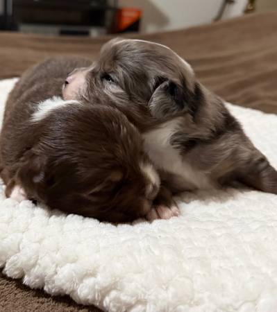 Mini Aussies registered 1