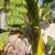Dwarf Namwah Banana tree (organically grown) 2 thumbnail