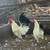 Five Black  Tailed Japanese Bantams chickens for sale 2 thumbnail