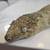 Leachianus (Leachie) Gecko 5 thumbnail