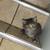 Long haired Tabby kitten. 2 thumbnail