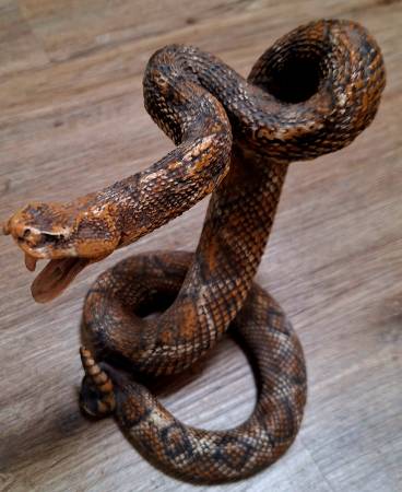 WANTED.   Rattlesnake skin 1
