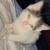 Rehoming kitten 1 thumbnail