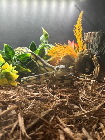 Rehoming carpet python (Orange Park)63682051566851120