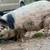 Kunekune pig 3 thumbnail