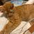 Lost Orange Tabby from 2024/2025 please help me to find her 3 thumbnail