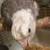 Cockatiel white face baby bird. 2 thumbnail
