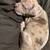 Farm Dog Rare Merle Bluenose 9 thumbnail