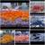 Live Freshwater Fish Discus, Guppy, Molly, Parrot, Flowerhornn, Shri 11 thumbnail